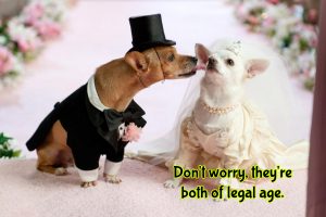 get ordained and perform animal weddings